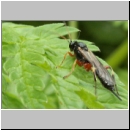 Pimpla cf contemplator - Schlupfwespe w09c 12mm fdet05.jpg